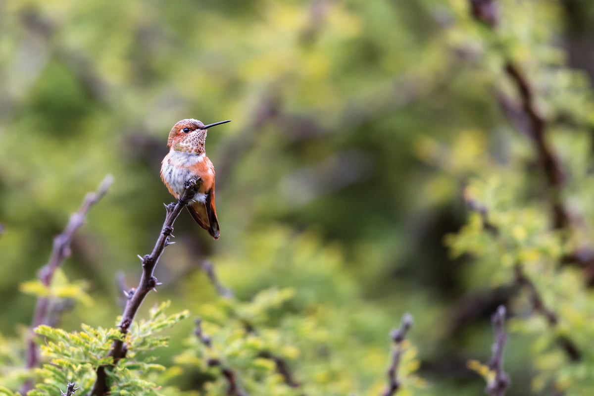Bird Watching